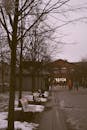 Benches Under Leafless Trees