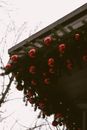 Red Round Fruit on Roof