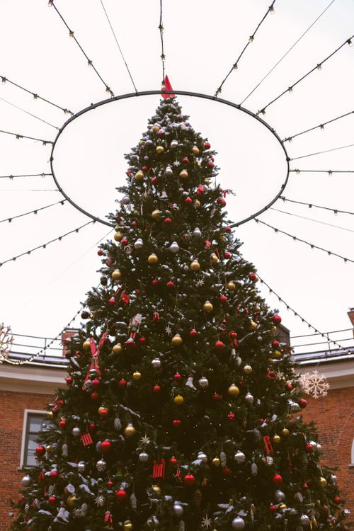 Free A tall Christmas tree adorned with ornaments and lights in an outdoor courtyard setting. Stock Photo