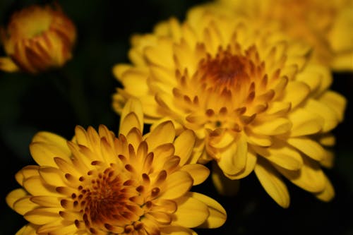 Gratis stockfoto met bloem, bloemachtig, contrast