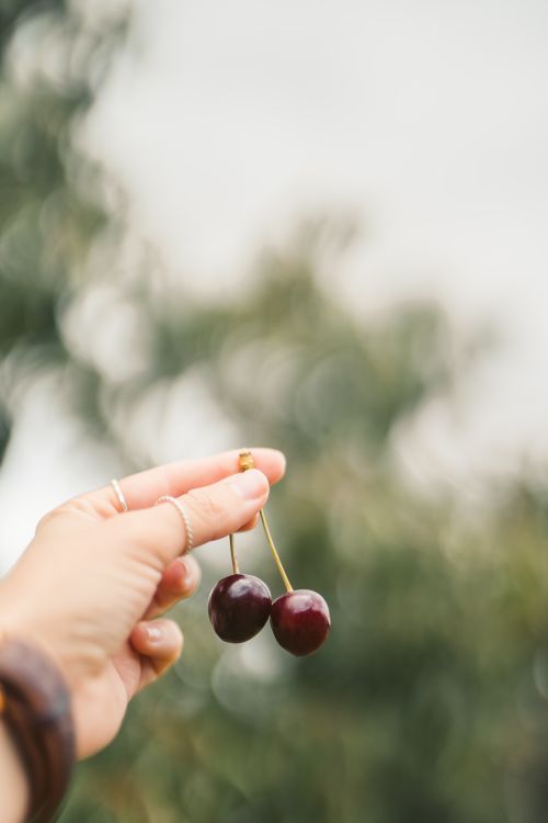 Free Person holding two ripe cherries with a blurred nature background, showcasing freshness and simplicity. Stock Photo