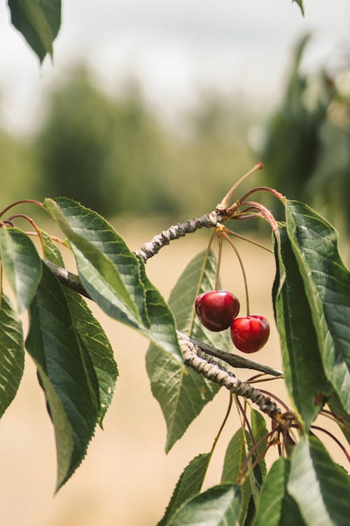 Free Red Cherries on a Branch of a Tree Stock Photo
