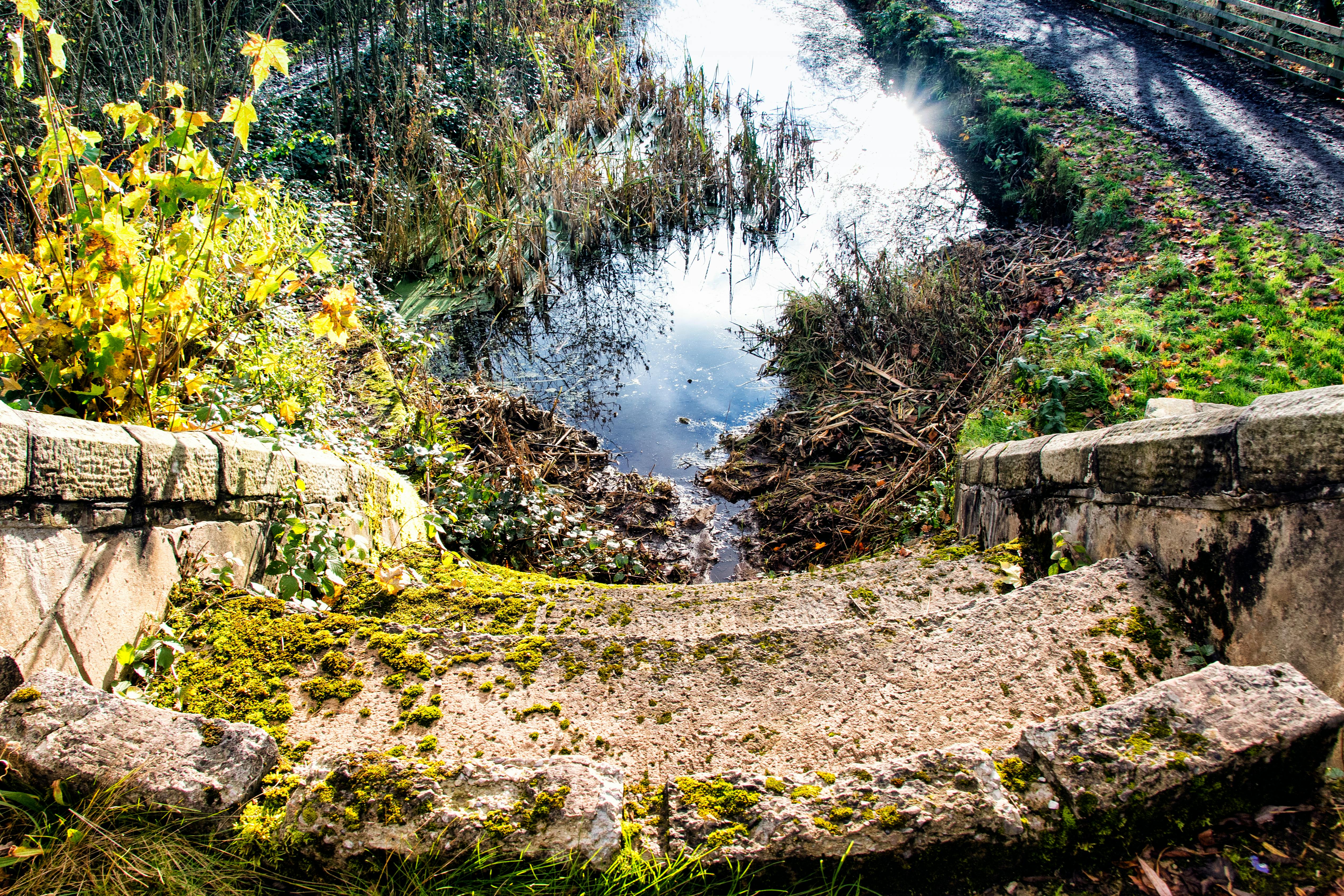 石阶长满青苔，通向宁静的河流，四周绿树成荫，大自然生机勃勃，呈现出一片宁静的景象