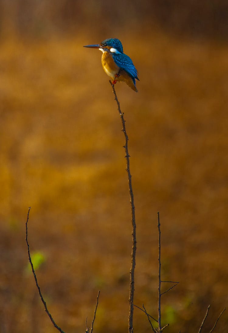 Small Alcedinidae On Thin Twig In Nature