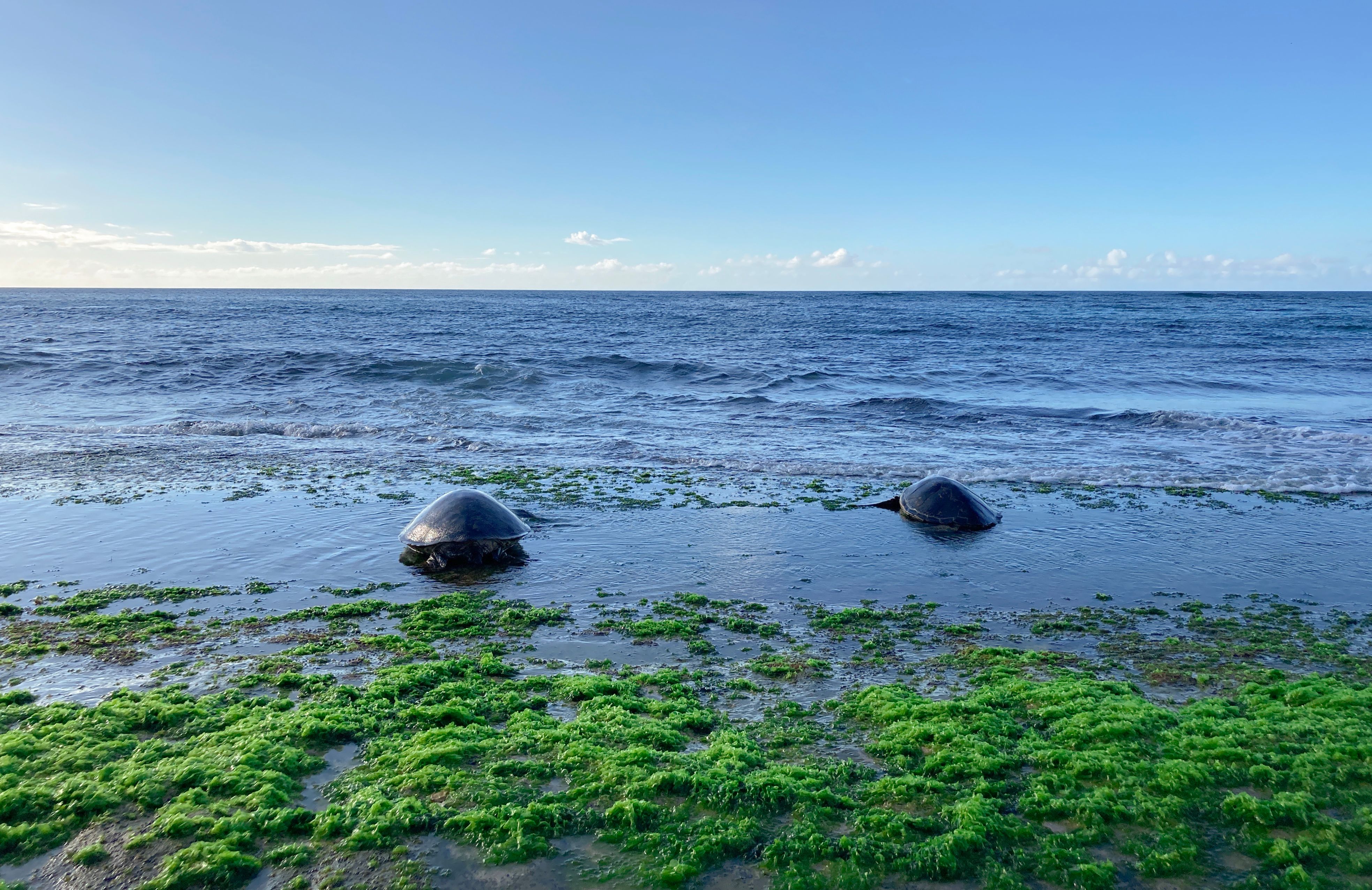Dos tortugas marinas descansando en la orilla cubierta de algas de Kawela Bay, Hawái, bajo un cielo azul claro.