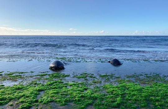 Two sea turtles resting on the algae-covered shore of Kawela Bay, Hawaii under a clear blue sky.