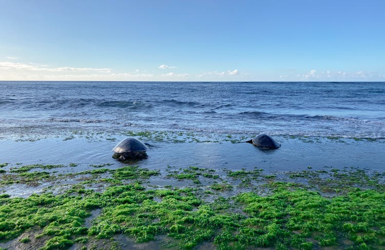 Sea Turtles On Beach