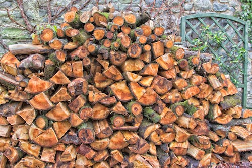 Free stock photo of dp, wales, wood pile Stock Photo