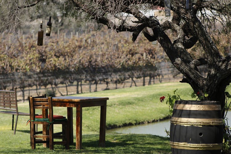 Chair And Table In Vineyard