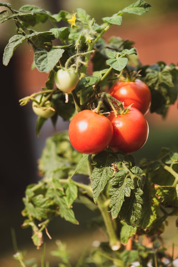 Tomato plant growing tall