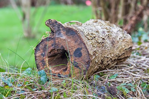 Free stock photo of dp, hole in log, log Stock Photo