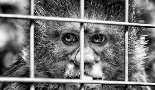 Free stock photo of captiveity, dp, looe monkey sanctuary Stock Photo