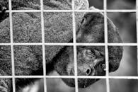 特写镜头展示了一只被囚禁的悲伤灵长类动物，强调了动物权利问题