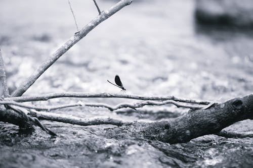 Oiseau Noir Sur Une Branche D'arbre Brun