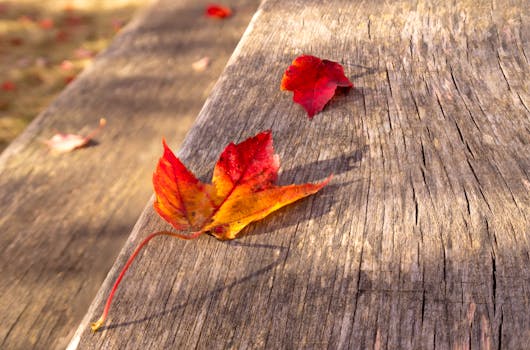 Image result for autumn stock photo, free