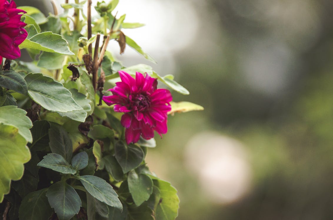 Free stock photo of beautiful flowers, flower, green