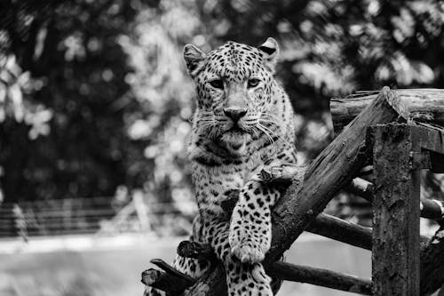 Grayscale Photo of a Leopard