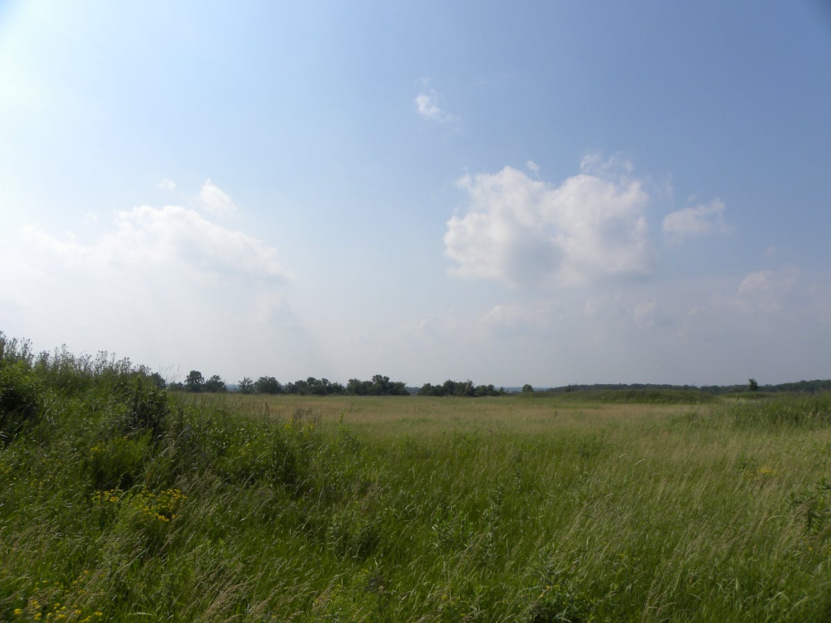 Assorted fresh mushrooms in a pan being cooked with herbs