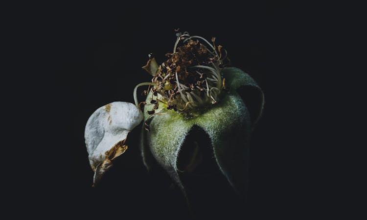 Close-up Of A Wilted Flower