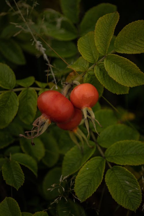 Free Rose Hips on a Rose Plant Stock Photo