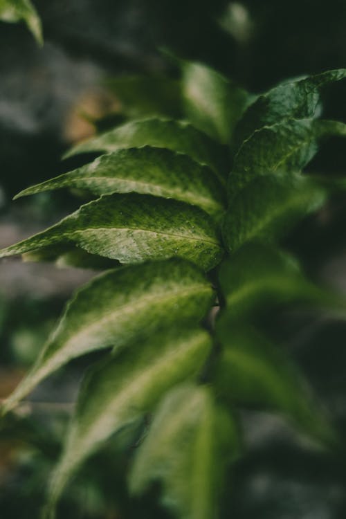 Close-up of Cyrtomium Leaves