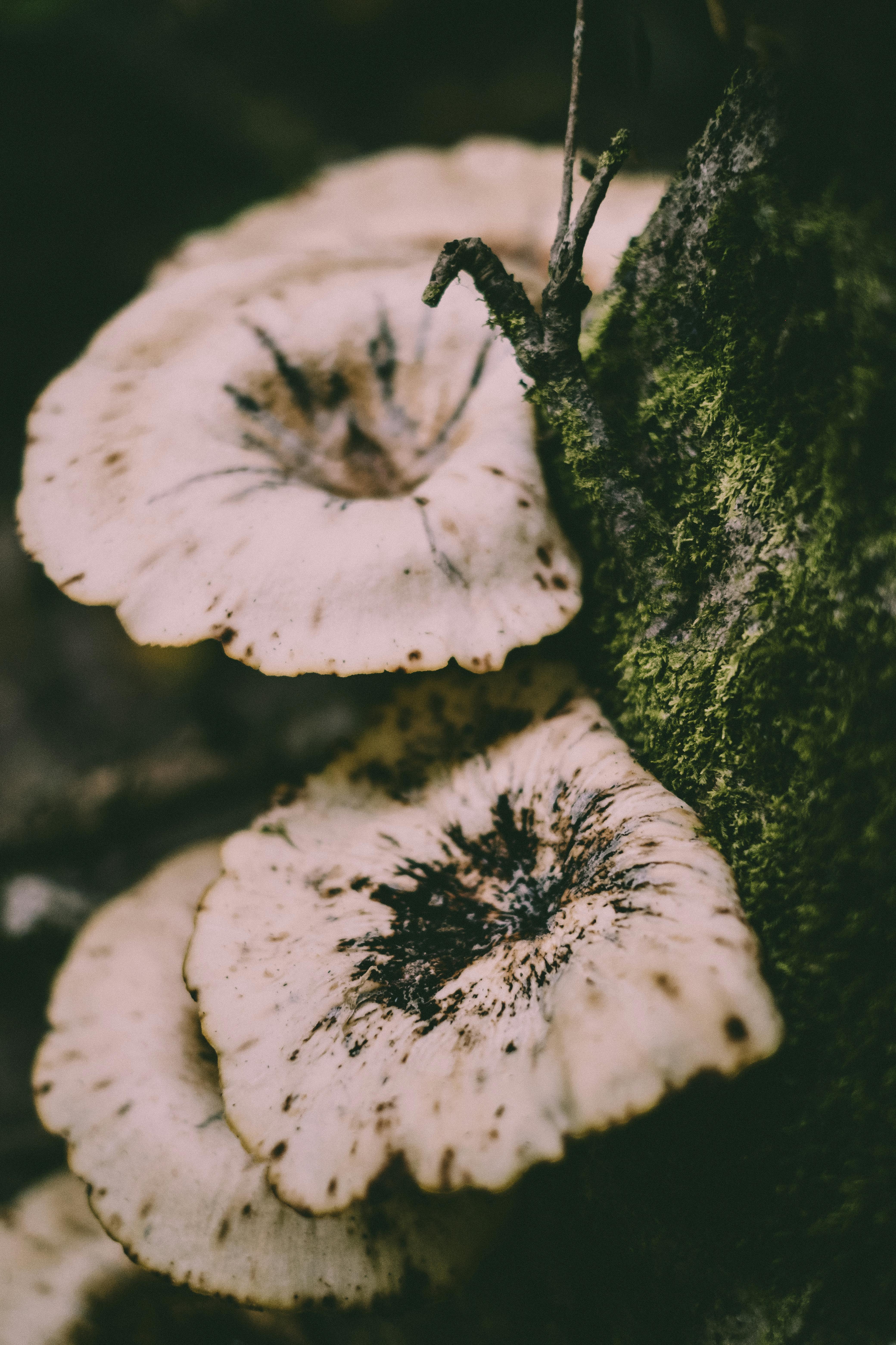 mushrooms on a mossy trunk of a tree