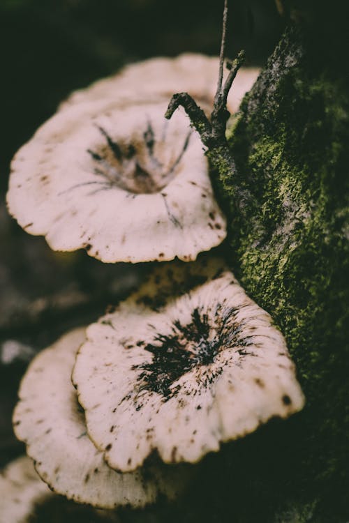 Základová fotografie zdarma na téma detail, houby, kmen stromu