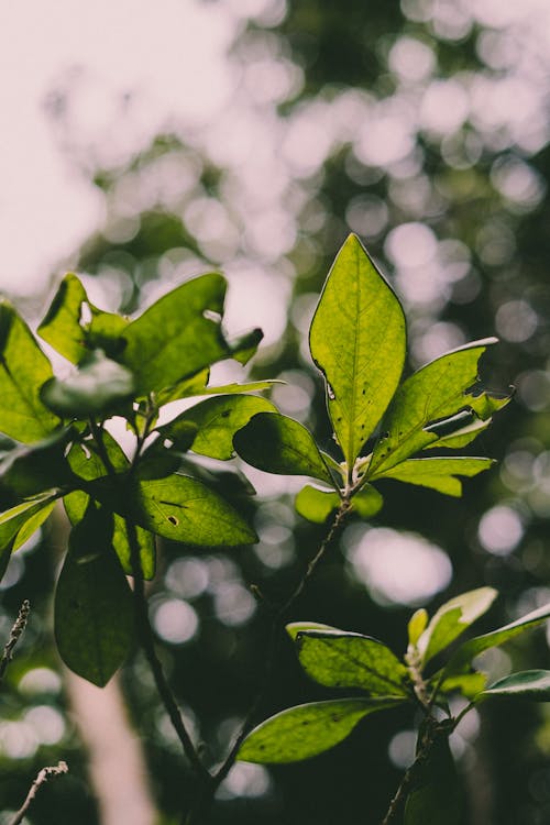 Free Low Angle Shot of Green Leaves of a Plant Stock Photo