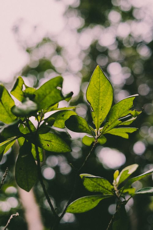 Free Close-up of bright green leaves with a blurred natural background, showcasing selective focus and tranquility. Stock Photo