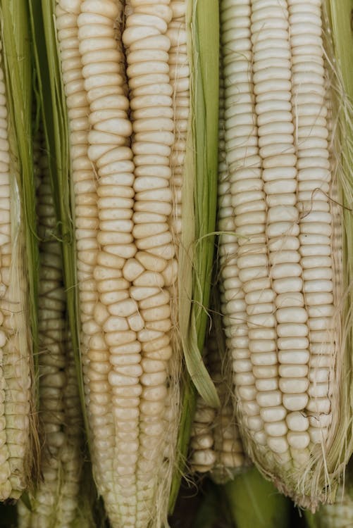 White Corn Cobs in Close-up Shot