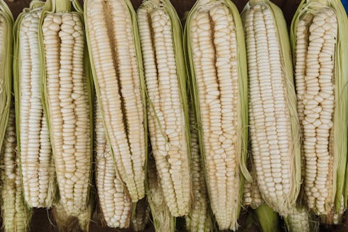 Free Overhead Shot of Corn Cobs Stock Photo