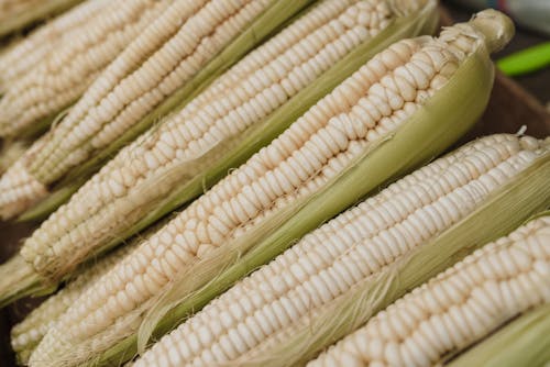 Corn in Close Up Photography