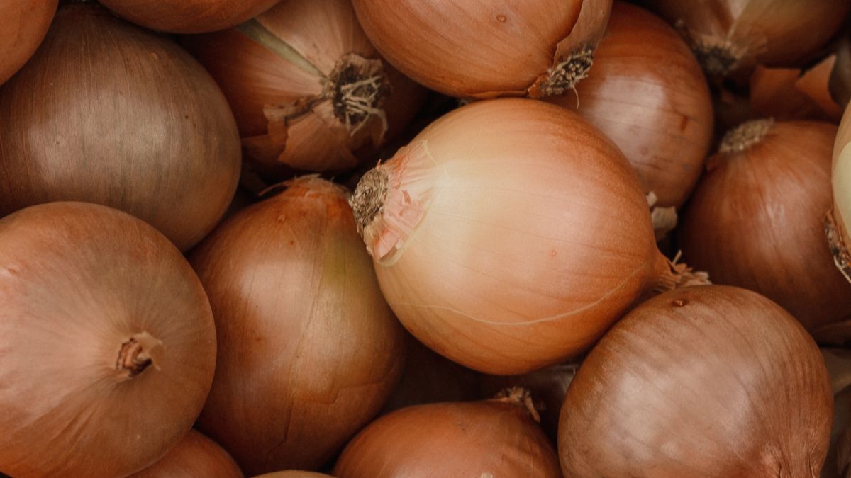Récolte oignons échalotes quand comment séchage potager
