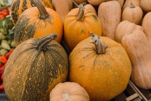Close-Up Shot of Pumpkins