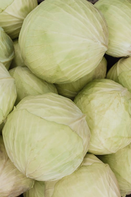 Free Close-Up Shot of Fresh Cabbages Stock Photo