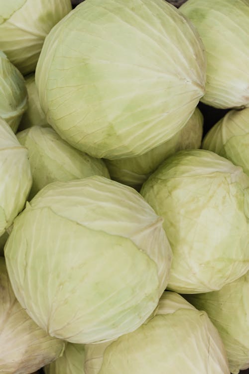 Close-Up Shot of Fresh Cabbages