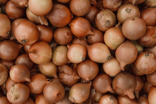 fresh onions mariya farm