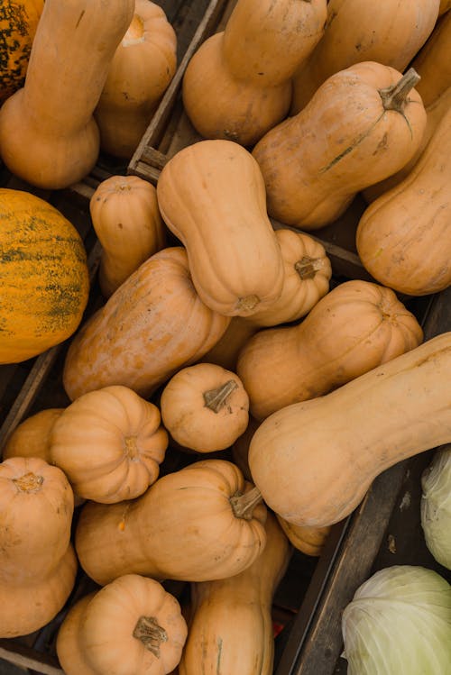 Close-Up Shot of Pumpkins