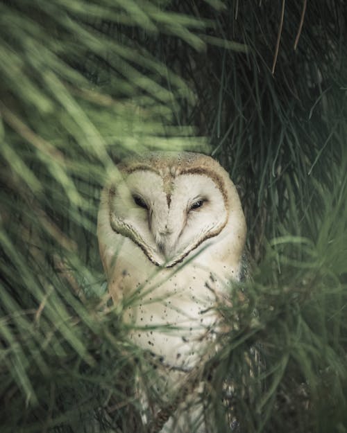 Crânio De Animal Marrom E Branco Na Grama Verde