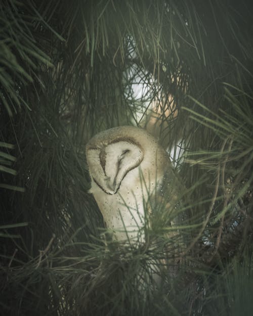 Kostnadsfri bild av fågel, natur, skog