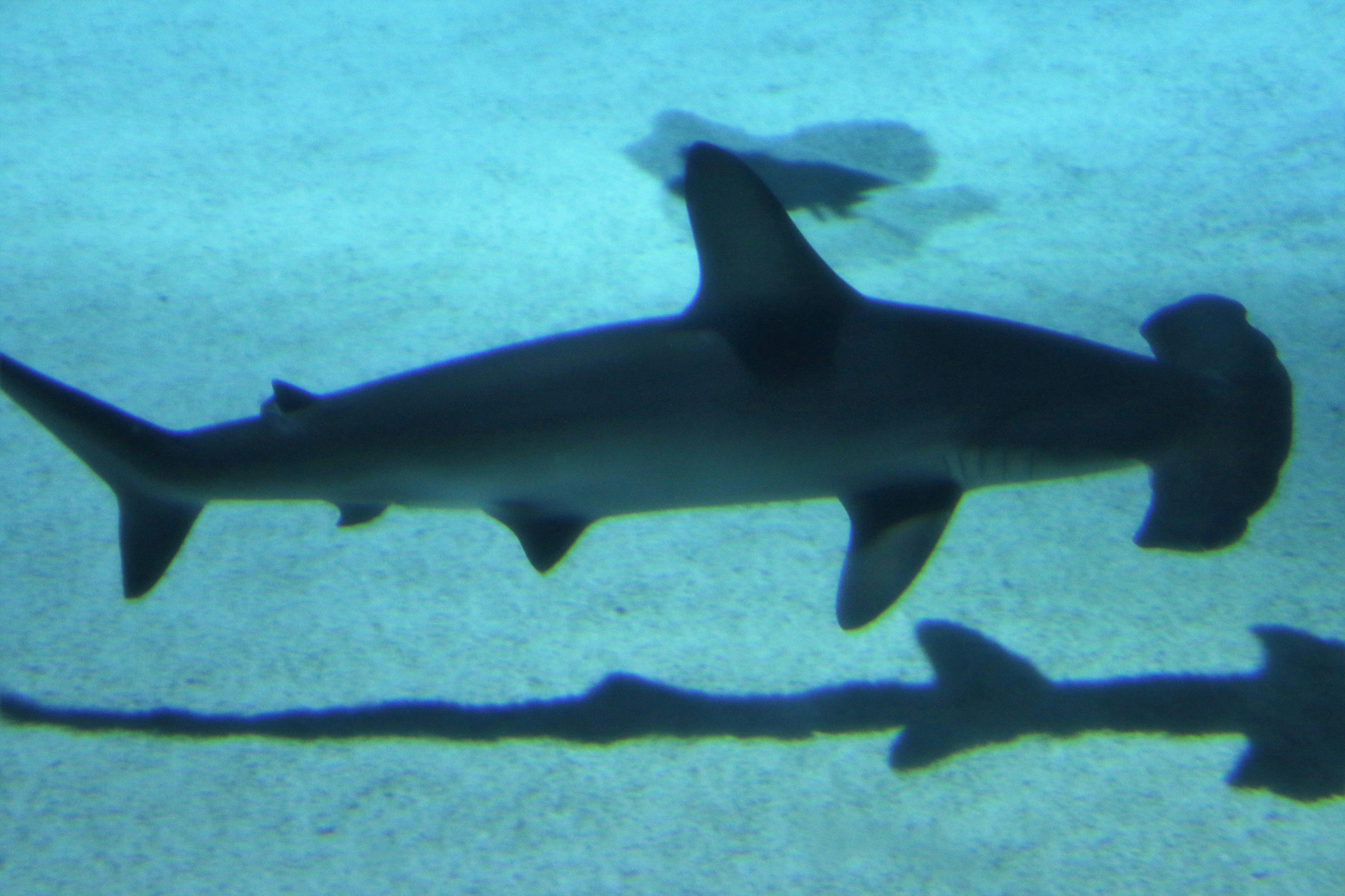 サメのタンク ハンマー ハンマーヘッドの無料の写真素材