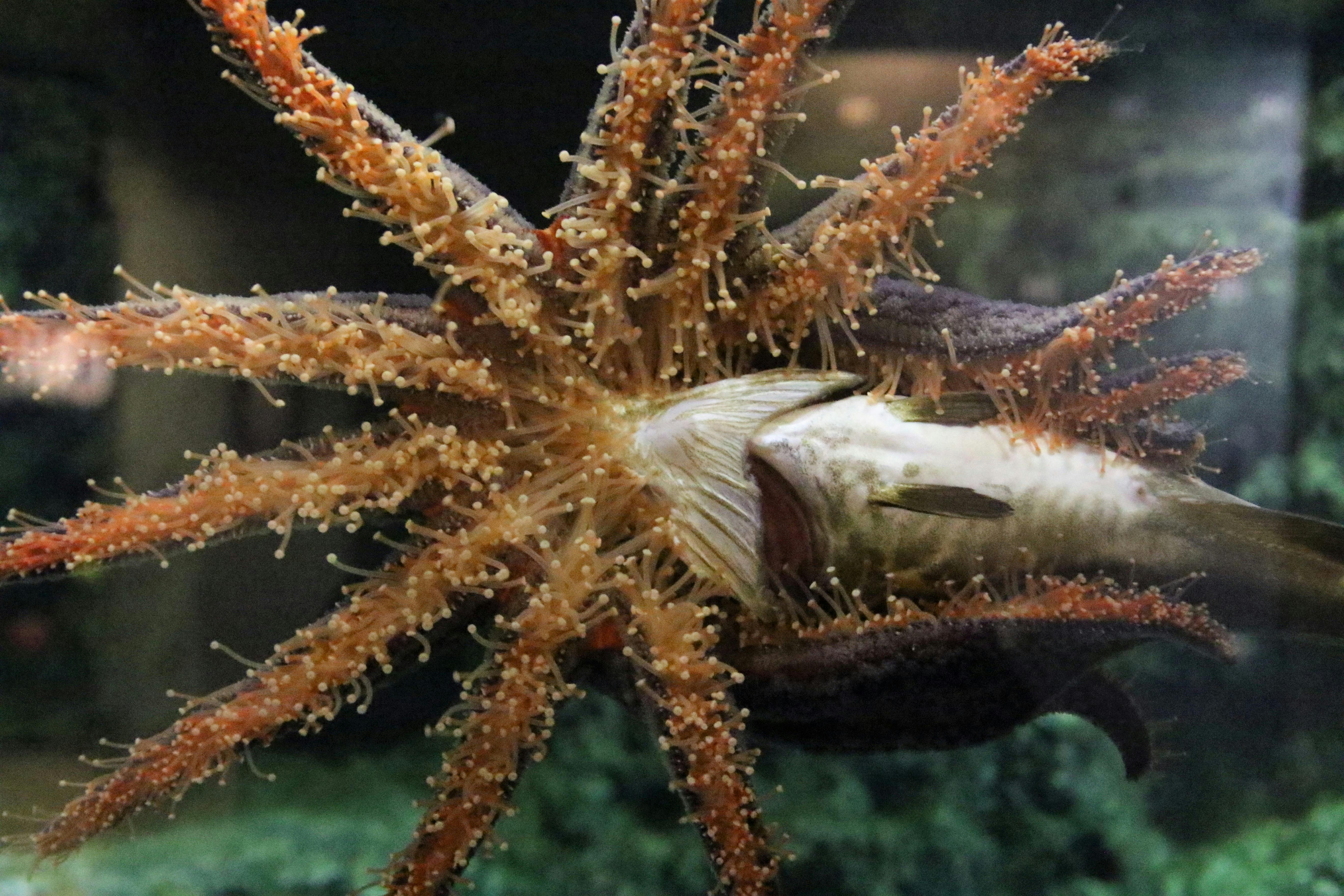 Free stock photo of animals, eat, fish