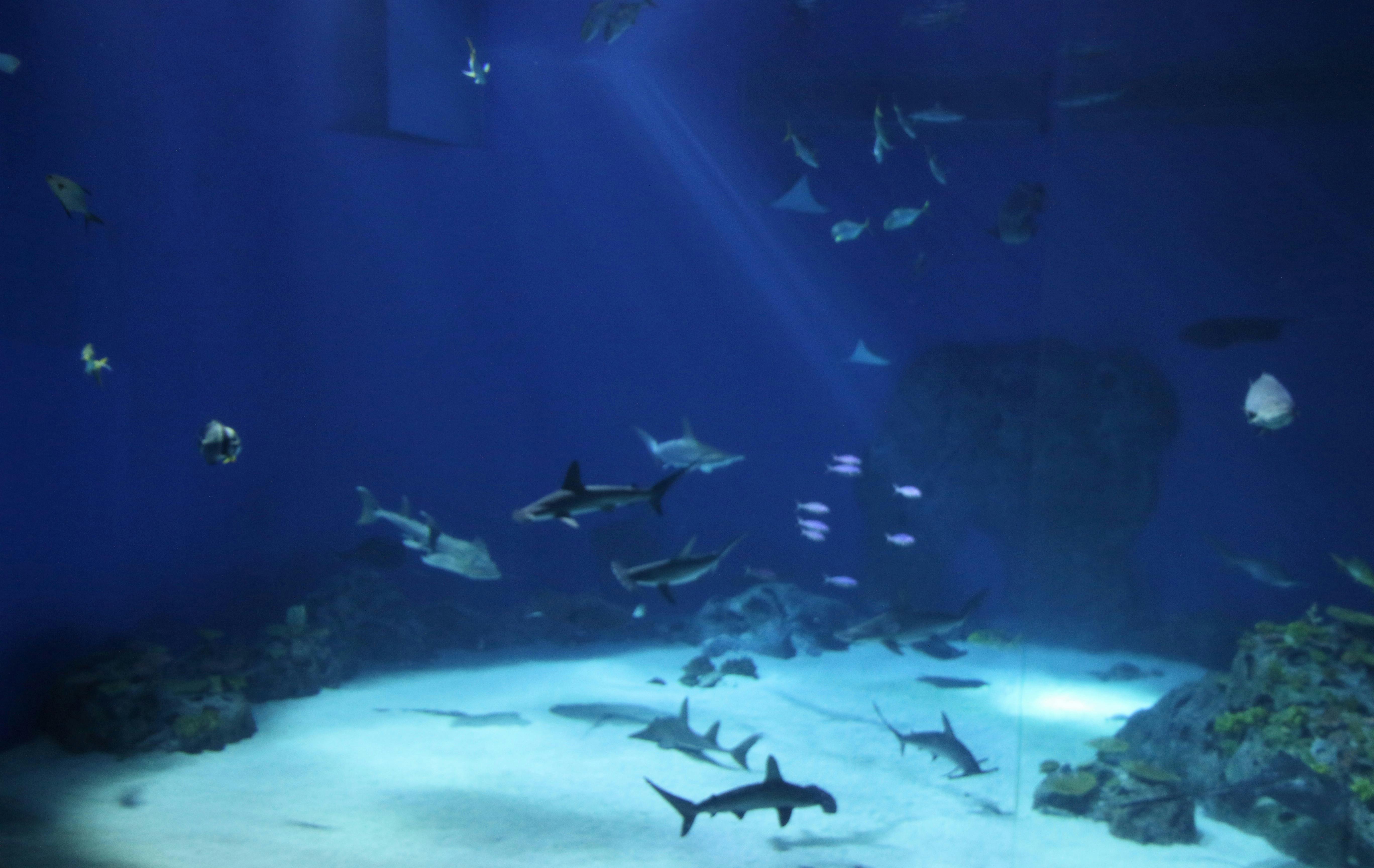 サメ サメのタンク ファインディング ニモの無料の写真素材