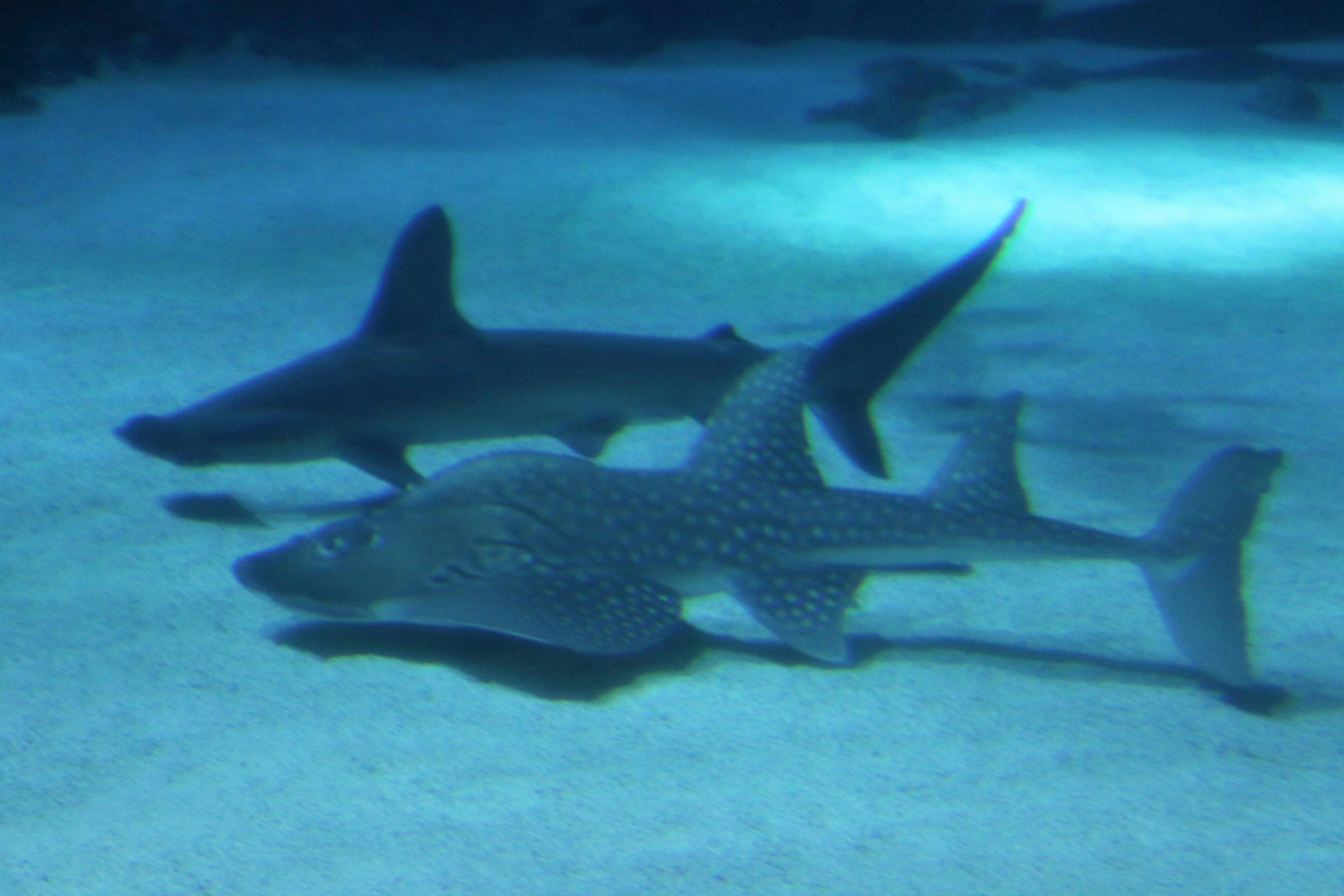 サメ ひれ ブループラネットの無料の写真素材