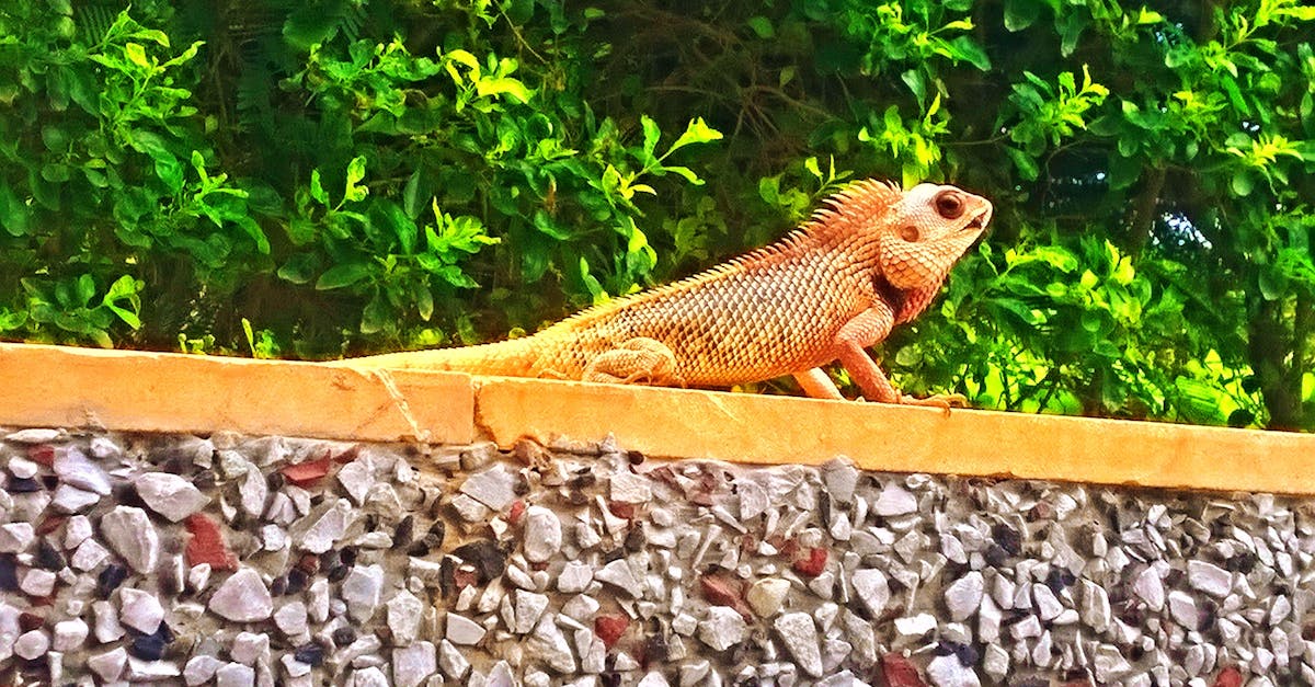 Free stock photo of lizard waiting for rain...