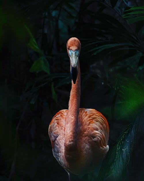 Бесплатное стоковое фото с болотная птица, вертикальный выстрел, дикая природа