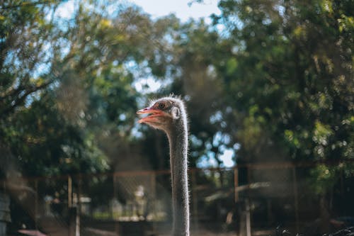 Fotobanka s bezplatnými fotkami na tému fotografovanie vtákov, nelietavý vták, pštros