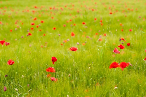 무료 붉은 꽃밭 스톡 사진