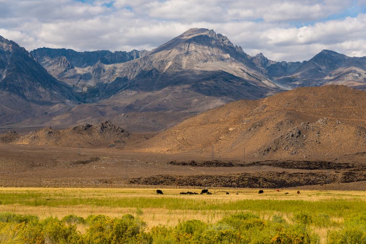 Countryside With Distant Cows And Mountains