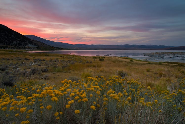 Vast Meadow With Yellow Flowers And Mountains At Red Sunset